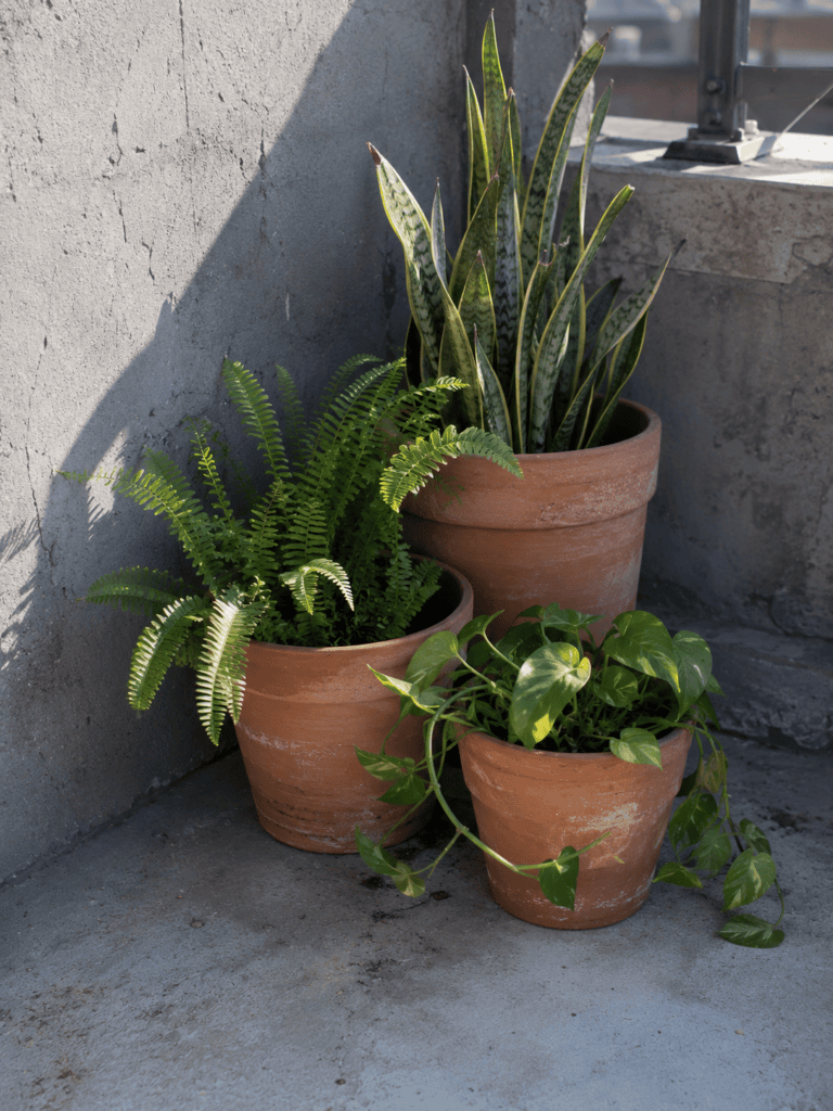 Snake plant, Boston fern, and pothos in three weathered terracotta pots on a rooftop