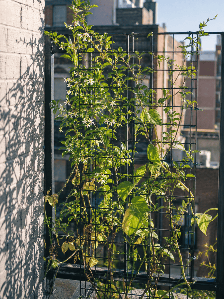 Jasmine and pothos climbing a wire grid green wall on a US rooftop railing